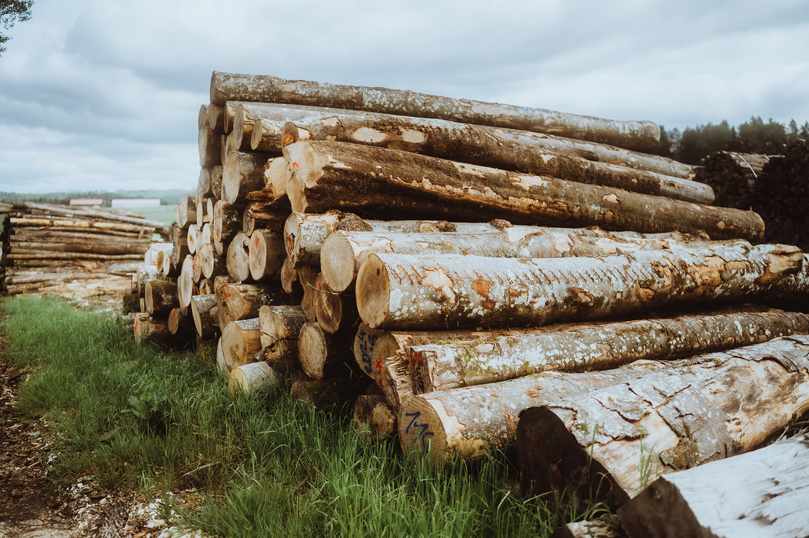 Holzstapel auf grüner Wiese.